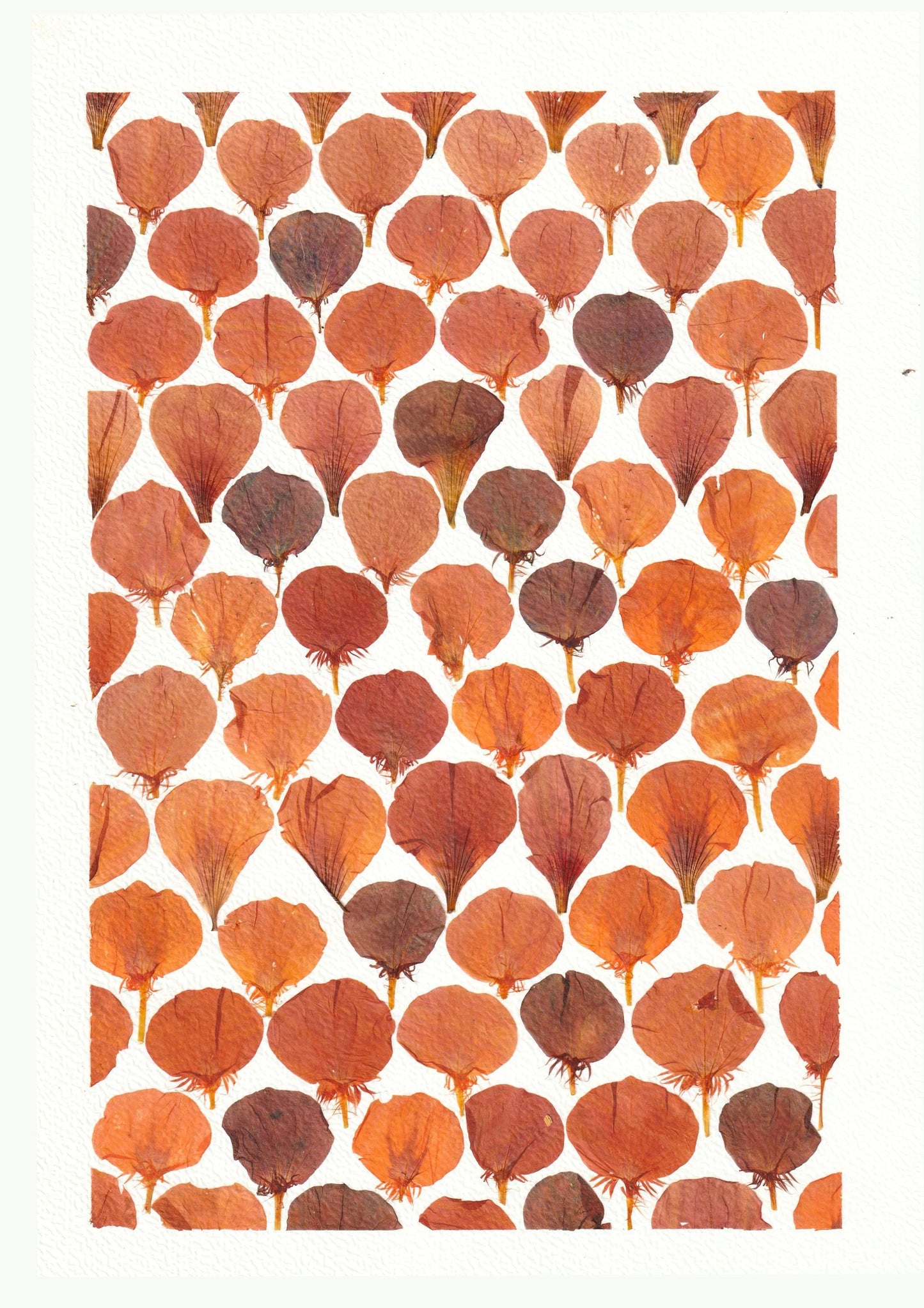 Affiche herbier, véritable fleurs - 21 x 29,7 cm PIECE UNIQUE