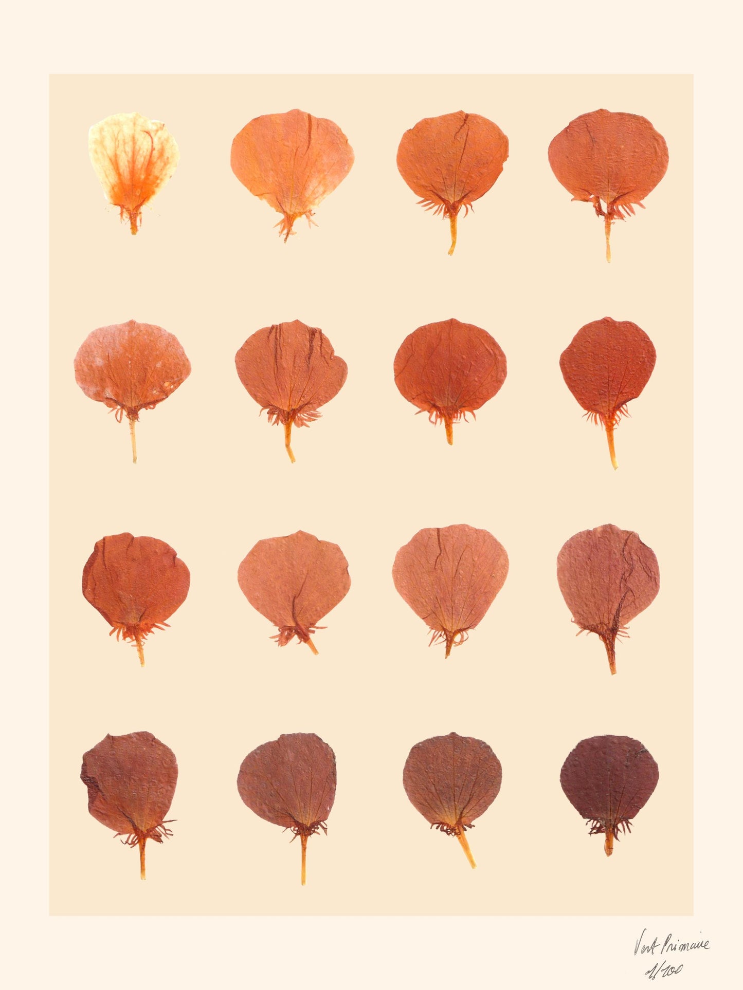 Cette affiche artistique met en lumière la délicate évolution des pétales de capucine, du vif éclat au ton plus profond. Une œuvre graphique et botanique parfaite pour une décoration murale élégante et raffinée. Idéale pour un intérieur naturel et épuré, elle s’accorde avec tous les styles. Imprimée en édition limitée sur papier de qualité, elle séduit les amoureux de la nature et du design végétal. Offrez-vous un morceau de poésie florale avec cette création unique !