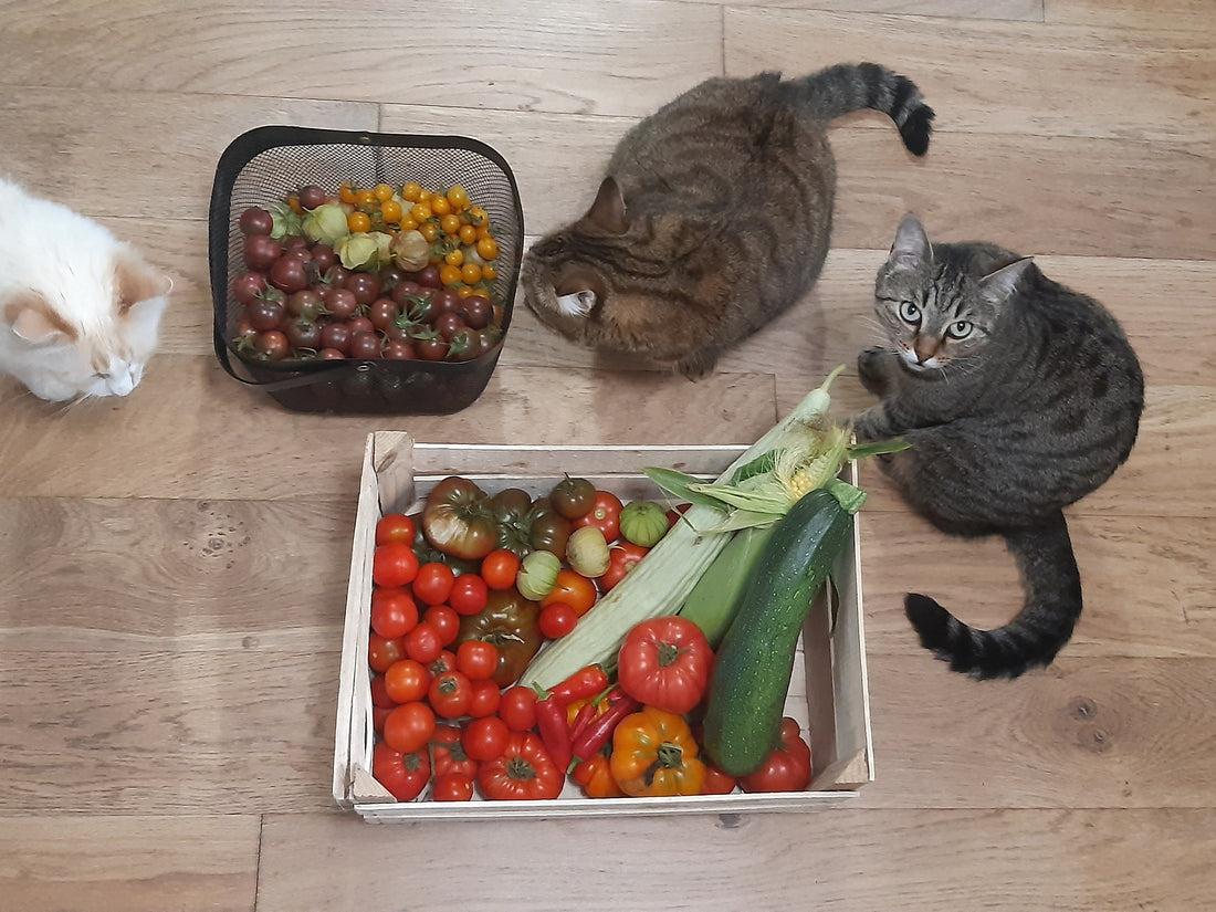 Recolte de tomates avec chats