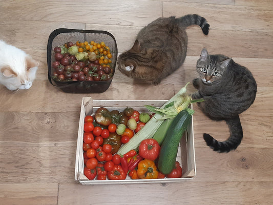 Recolte de tomates avec chats