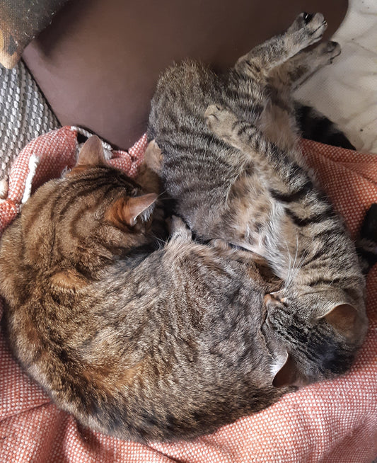 Chats au régime