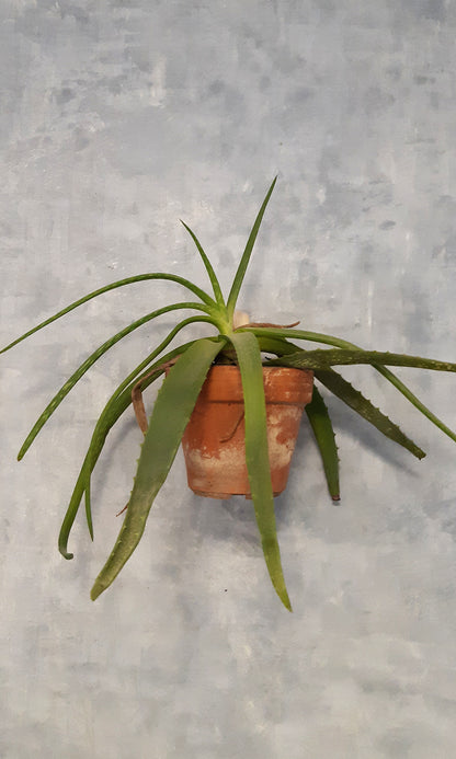 Support mural pour pot de fleurs