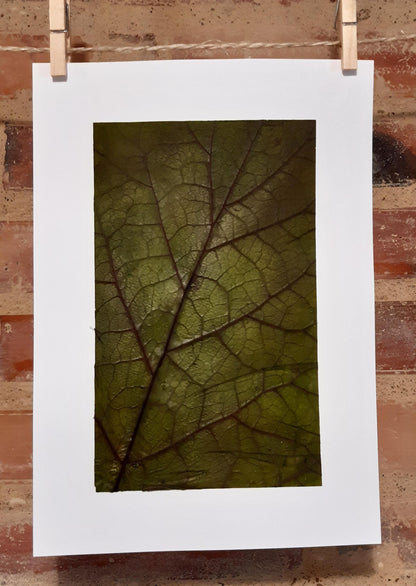 Affiche herbier, véritable feuille - 21 x 29,7 cm PIECE UNIQUE