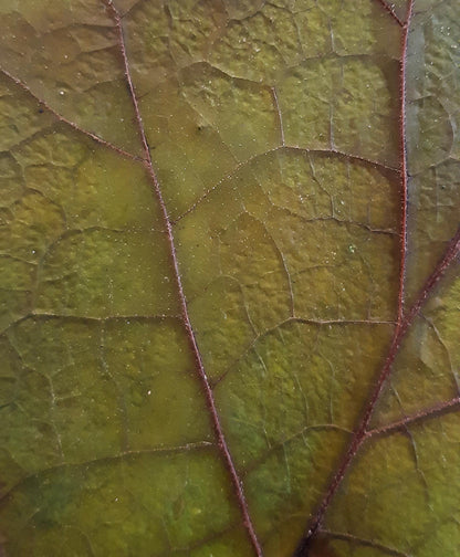 Affiche herbier, véritable feuille - 21 x 29,7 cm PIECE UNIQUE