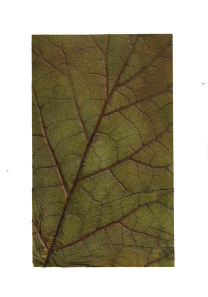 Affiche herbier, véritable feuille - 21 x 29,7 cm PIECE UNIQUE