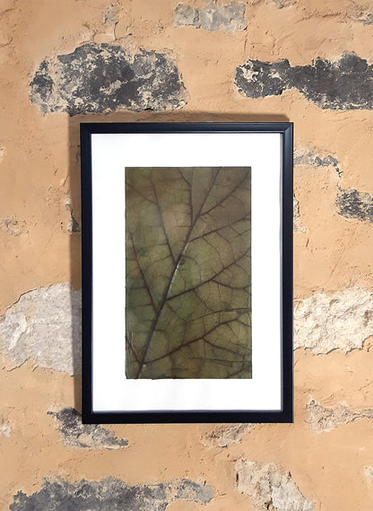 Affiche herbier, véritable feuille - 21 x 29,7 cm PIECE UNIQUE