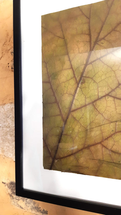 Affiche herbier, véritable feuille - 21 x 29,7 cm PIECE UNIQUE