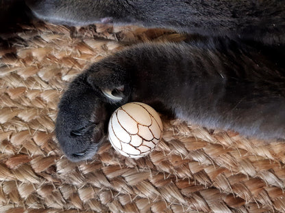 Jouet en bois naturel infusé à l'huile de saumon pour chats. Écologique, durable et non toxique, il stimule l'instinct de jeu et favorise le bien-être. L'huile de saumon attire les chats et soutient leur santé. Idéal pour divertir et prendre soin