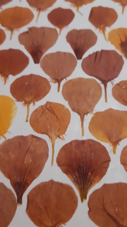 Affiche herbier, véritable fleurs - 30 x 40 cm PIECE UNIQUE