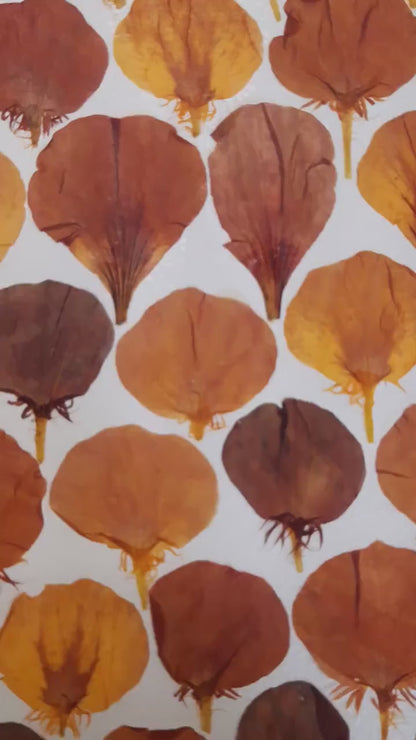 Affiche herbier, véritable fleurs - 21 x 29,7 cm PIECE UNIQUE