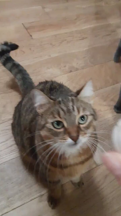 Jouet pour chat – 4 balles en bois - naturel artisanal en hêtre pyrogravé, appétant et stimulant