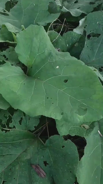 Affiche herbier, véritable feuille - 21 x 29,7 cm PIECE UNIQUE