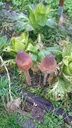 Sculpture champignon en bois